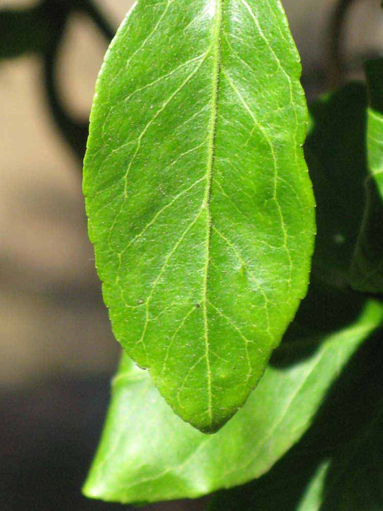              Margin (Riverside, CA)       